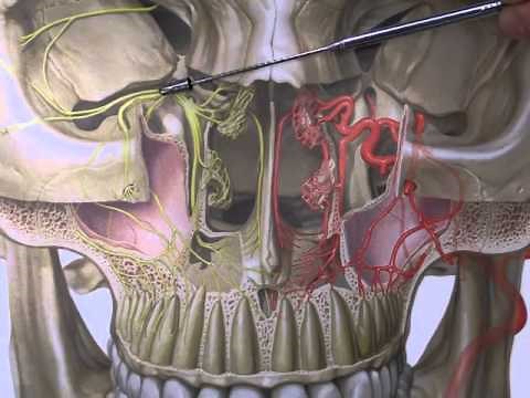 Netter's Atlas: Pterygopalatine Fossa -- Discussed by Jennifer Brueckner-Collins
