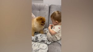 Baby Meets Fluffy Pomeranian