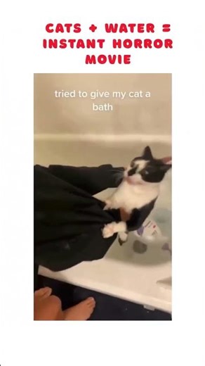 Cats + Water Instant Horror Movie