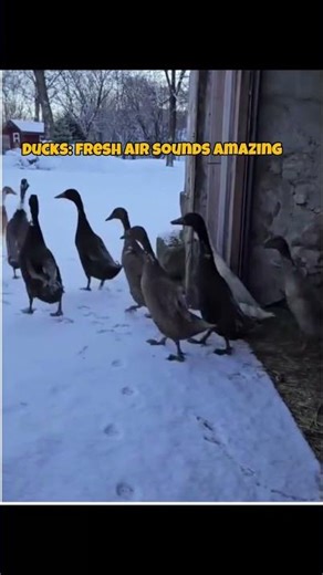 These ducks wanted to get some fresh air.....but aborted their mission...Funny bird fail