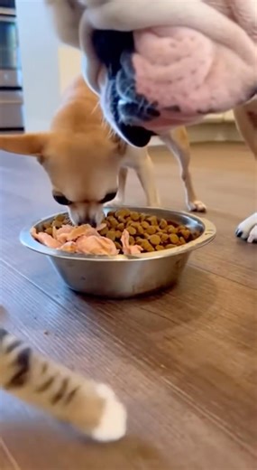 Dog eating food 😂 100% AI video for fun & laughs! Every scene is digitally created — no real animals, babies, or people. 🐾 Enjoy and share! 🚫 No reuploads. | S D Creation