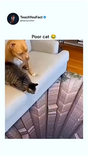 Laugh Vault on Instagram: "This post features a 15-second Sora 2-generated video of a small dog playfully pushing a cat toward an optical illusion pit on a rug, tapping into a late-2025 viral trend of Al pet pranks that originated on Tik Tok with millions of views across variants like pitbulls and rottweilers. Posted by @lamnotjiao , a creator with 15,000 followers focused on Al content, the clip amassed 115,000 views and 2,200 likes in under 24 hours, blending humor with realistic physics simul