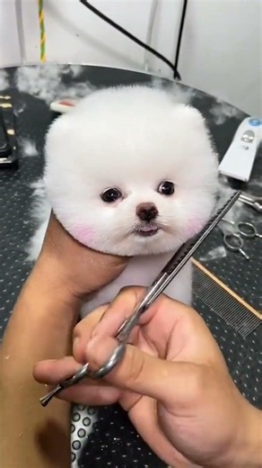 #Teacup Dog #Shunsuke #Pomeranian