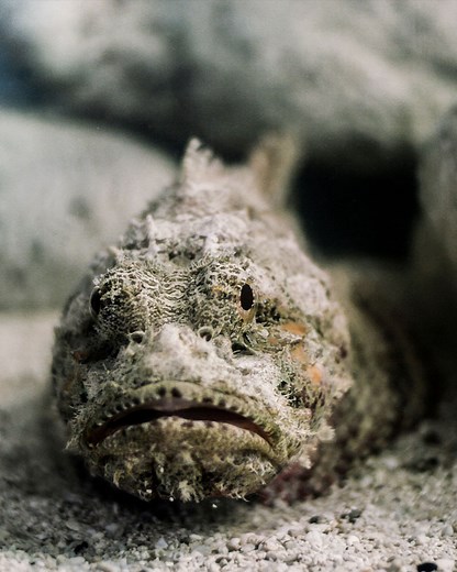 1M views · 4.2K reactions | How fast can stonefish attack you? | What If | Facebook