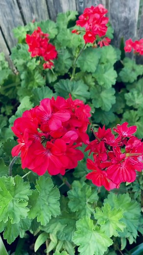 Cómo Propagar Geranios en Casa Fácilmente