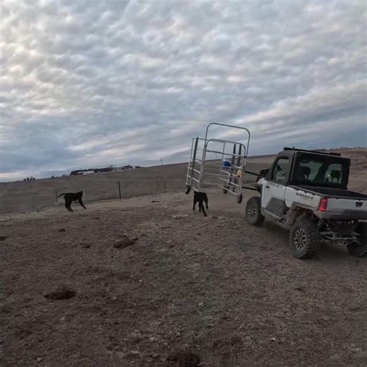 Catch calves safely this #calvingseason - See the difference #calf catchers is cage raises & lowers