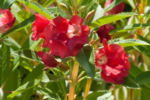 Impatiens : Guide complet pour plantation et entretien réussi !
