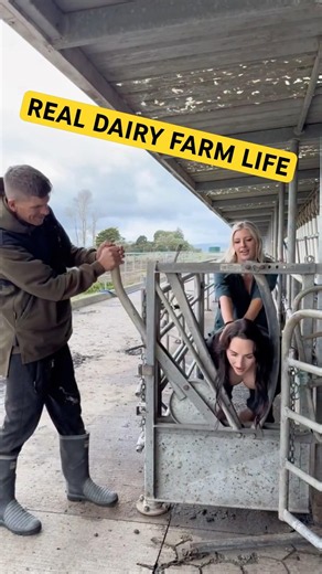 DAIRY FARM LIFE: MILK YIELD CHALLENGES#shorts #cow #farming #withme #farmlife