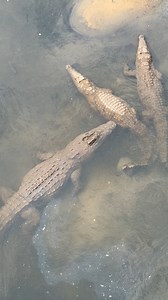 170K views · 2.1K reactions | There’s a reason it’s called the Crocodile River… taken from Malelane Gate bridge in Kruger. #kruger #krugernationalpark #sanparks #crocodiles #river #beautifulscenes #reptiles #africa #africananimals #africawildlife #willdife #wildlifereels | Deon Kelbrick | Facebook