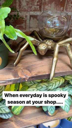 The Terrorium Shop on Instagram: "Spooky spidery terrariums, unmounted bugs, bay pot buddies, and eerie pottery. All.Season.Long. . . . . . #halloweendecor #halloweeneveryday #spookyseason #spookycute #spookydecor #spiderart #batart #batdecor #halloweenart #halloweenhome #odditydelivery #oddityart #odditiesandcuriosities #darkart #darkdecor #halloween #spookymonth #spookytattoo"