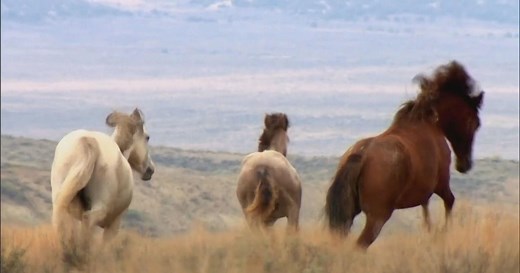 Controversial helicopter roundup of wild horses in Piceance-East Douglas herd area begins