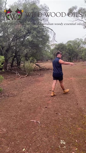 Wild Wood Oils Of Australia (@wwofaus)’s videos with Pray 4 Love (feat. The Weeknd) - Travis Scott