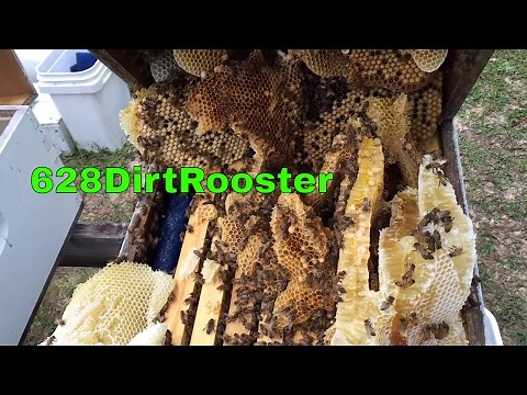 Cardboard Nucleus Hive Warning and Frameless Hive Box Cleanup Plus Flow Hive Frame Quick Look