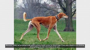 Common Health Issues in Saluki Dogs: What You Need to Know