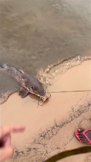 Monster, Dragon & Alien Found in the Dark Heart of Africa | Jurassic World of Congo