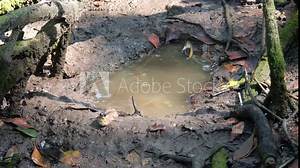 The Atlantic mudskipper (Periophthalmus barbarus) laying on ground. It's a species of mudskipper native to fresh, marine, and brackish waters of the tropical Atlantic coasts of Africa.