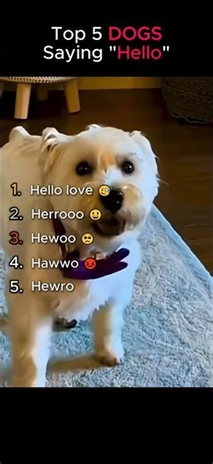 Top 5 Dogs Saying Hello 😂