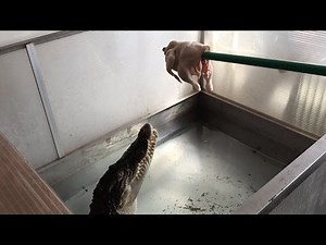 Crocodile eat chicken, jump, slowmotion