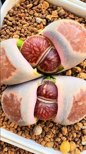 Lithops Splitting: How to Care for Your Living Stones 💎