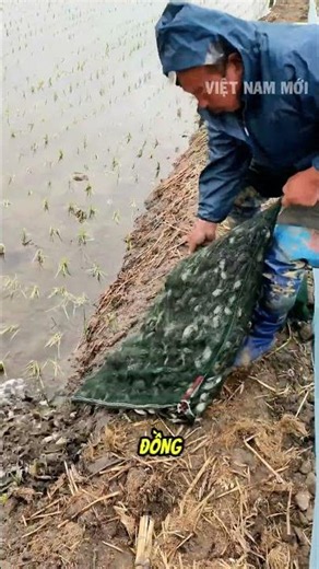 Vừa cấy lúa xong bác nông dân thả hang tạ cua xuống ruộng