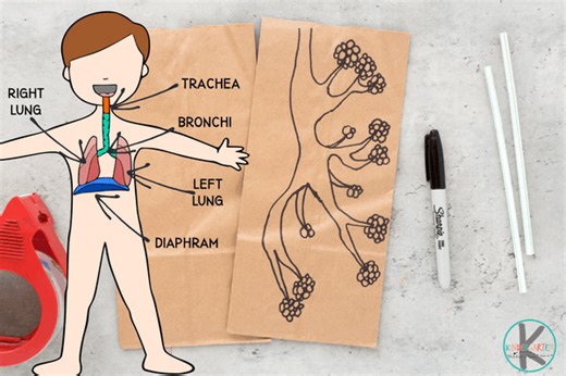 How do Lungs Work Human Body Project for Kids https://www.kindergartenworksheetsandgames.com/how-do-lungs-work-human-body-project-for-kids/ | 123 Homeschool 4 Me | Facebook