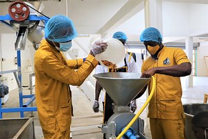 The Tiger Nut ‘Gold’ Business