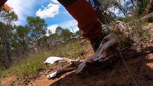 47K views · 656 reactions | Coyote and the crew come across an incredible Blue Tongue Skink! Have you ever seen an animal with a BLUE tongue before?! | Coyote Peterson | Facebook