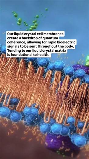 Dr. Catherine Clinton ND on Instagram: "LIQUID CRYSTAL MATRIX PT2 Our bilipid liquid crystal cell membranes create a backdrop of quantum coherence, allowing for rapid bioelectric signals to be sent throughout the body. Recent research found that our cells communicate with electromagnetic frequency. EMF signals govern a cells movement, behavior and differentiation- whether a cell becomes an ear or an elbow. Our liquid crystal cell membranes are completely enveloped in liquid crystal water. This a