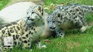 Adorable snow leopard cubs show off cuteness for first time