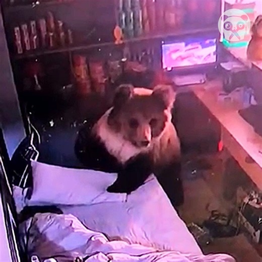 541K views · 2.5K reactions | Close encounter with a bear | Crafty Panda | Facebook