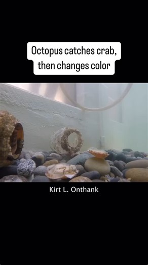 Octopuses are well-known for their incredible ability to camouflage and communicate via their color-changing skin. But scientists didn’t know until now exactly how much energy it takes to do that—and it’s a lot. This cephalopod made that exertion after snagging a crab with textbook precision. | Popular Science