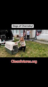 Chornobyl dogs spay and neuter #dogs #saveanimals #ukraine | Clean Futures Fund