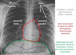 Chapitre 5: l'approvisionnement du sang en dioxygène (O2)
