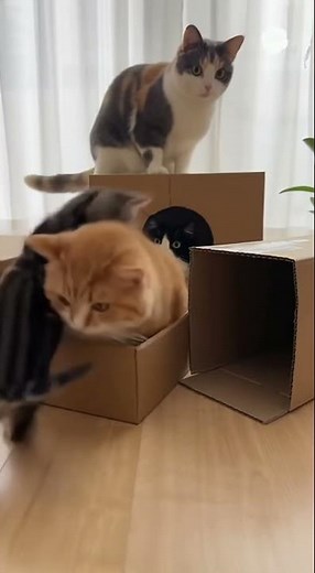 adorable kittens paly with boxes #cat #kitten #cute #Kitty #adorable #kitty