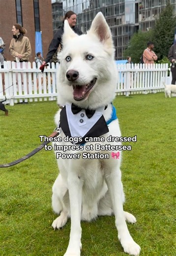 napo.pet.insurance on TikTok