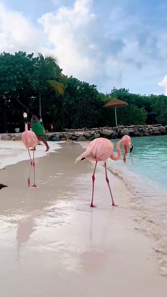 Flamingo Paradise in Aruba: Private Island Heaven for Pink Birds