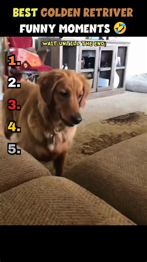 Funny Golden Retriever Moments That Will Make You Smile