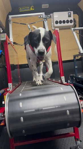 1.2K views · 15 shares | Our Mobile Dog Gym gives dogs more than...