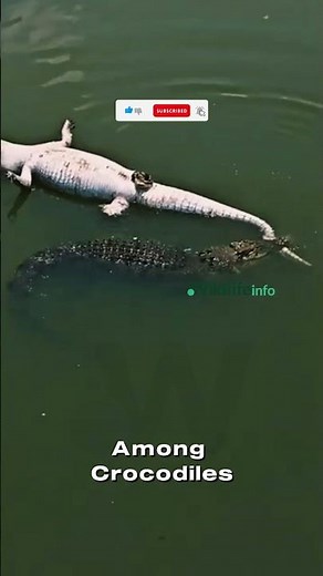 Rare Behavior: Crocodile Seen With Dead Crocodile #shorts