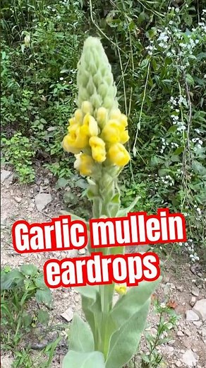 How to make Garlic Mullein Eardrops #mullein #herbalremedies