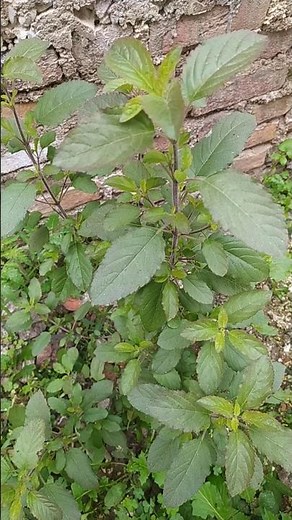Tulsi leave harvesting from kitchen gardens #shorts #viral #harvesting #gardening #facts