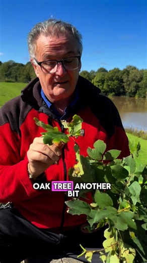 Know you British native trees #trees #plants #gardening #garden #gardens #plantsmakepeoplehappy | Dave The Plantman