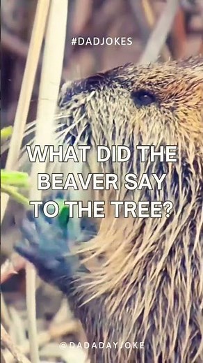 Beaver tree dad joke #funnyvideo #comedy #funny #funnyshorts
