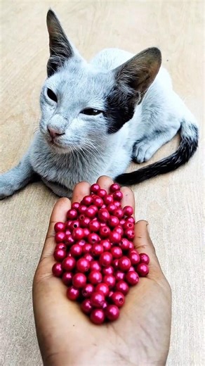 Cat Satisfying ASMR 😻 Reverse Beads Fun#shorts #cat #asmr #beads #satisfying