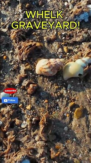 Whelk Graveyard – Hundreds of Empty Shells Washed Up on Yorkshire Coast!