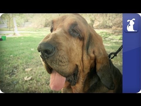 Bloodhound - Doglopedia