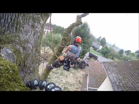 Arborist Removes Oak Tree
