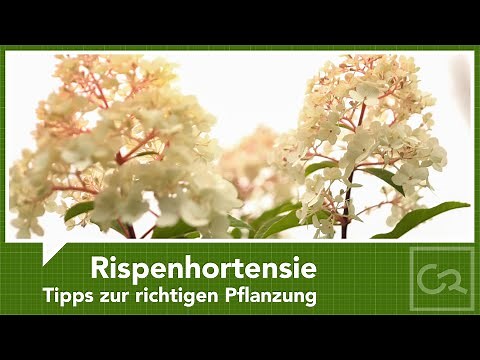Rispenhortensie ins Beet pflanzen