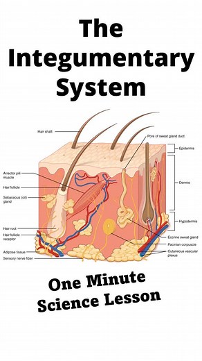 Understanding the Integumentary System and Its Functions