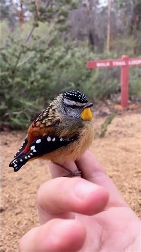 Most beautiful bird in Australia | #birds